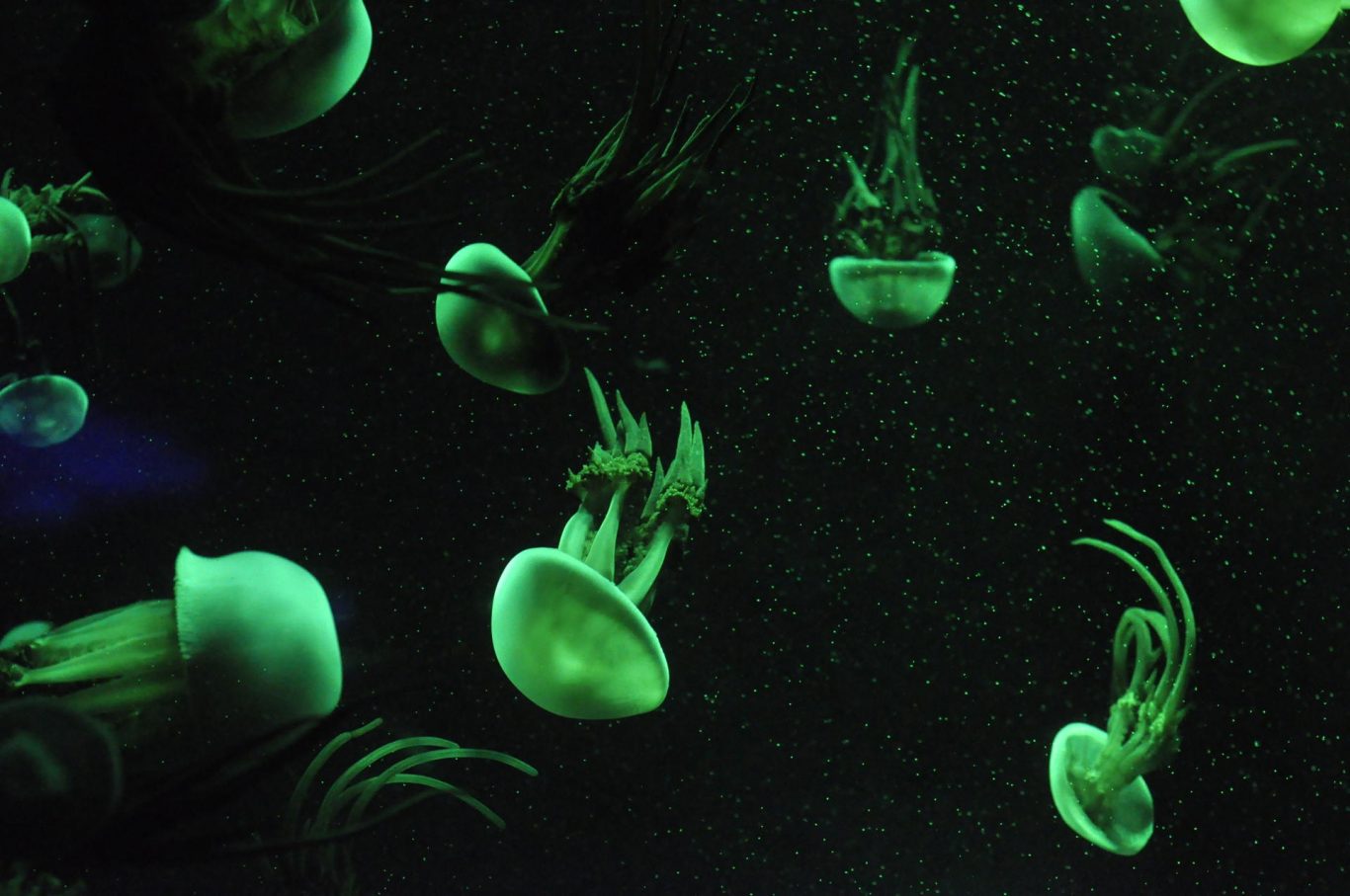 Mathematical Model Challenges Probability of Life's Natural Origin
