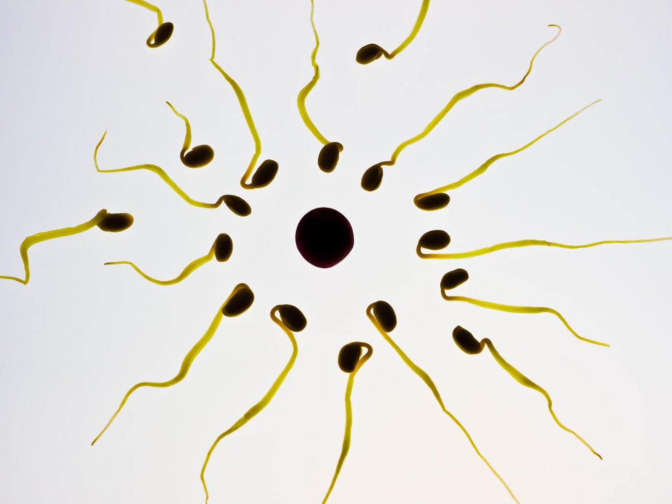 Fruit Fly Sperm Reveal Collective Motion That Prevents Entanglement