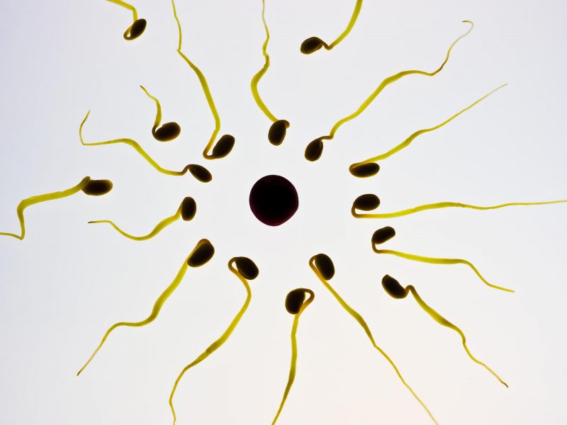 Fruit Fly Sperm Reveal Collective Motion That Prevents Entanglement
