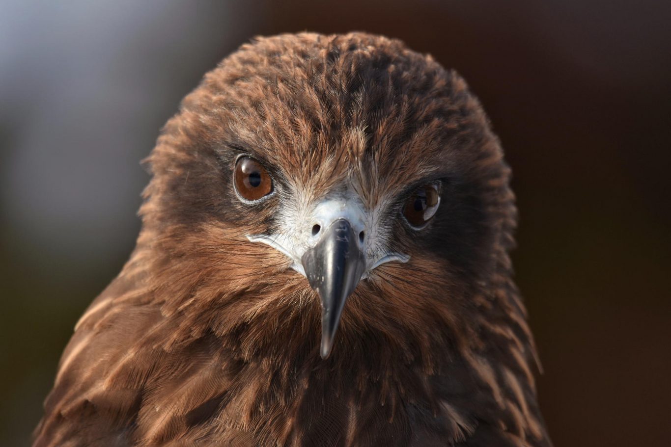 AI Advances Push the Boundaries of Animal Communication Research