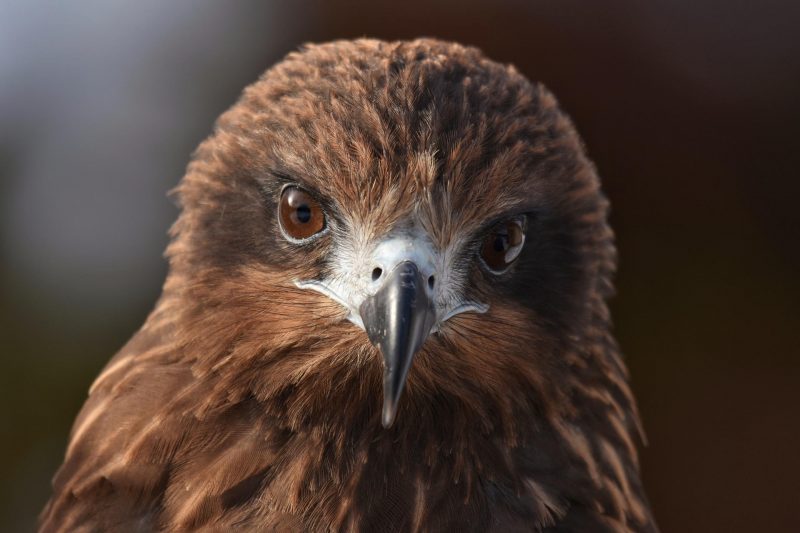 AI Advances Push the Boundaries of Animal Communication Research