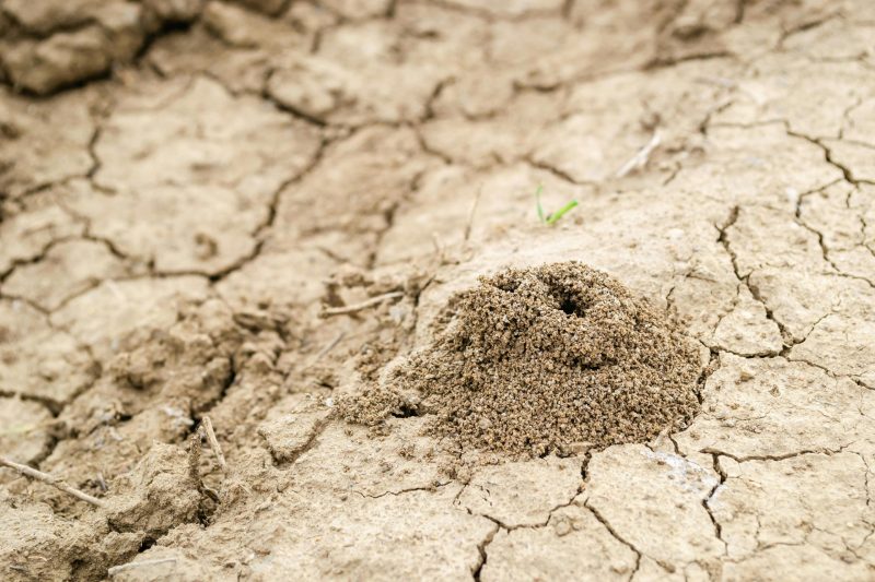 Termites' Ancient Farming Systems Reveal Sophisticated Pest Management Strategies