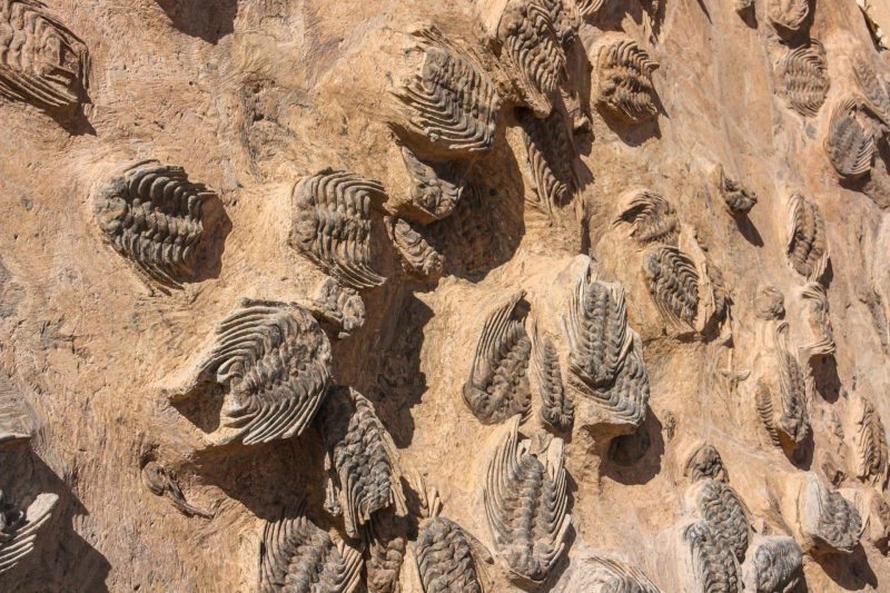 Ancient Turtle Fossil from Lebanon Challenges Long-Held Views on Sea Turtle Evolution